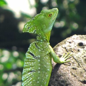 Iguana verde