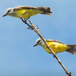 Aves