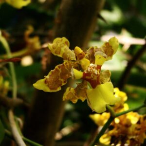 Flores