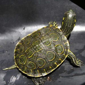 Cría de tortuga