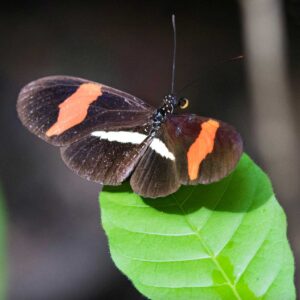 Almendra común(Heliconius Erato),Refugio de Vida Silvestre Los Guatuzos