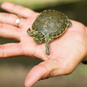 Cría de tortuga, Refugio de Vida Silvestre Los Guatuzos