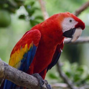 Fauna