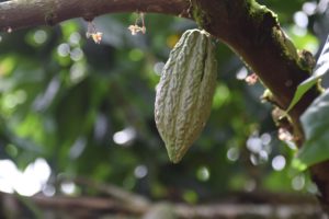 cacao