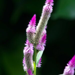 Flor común en el Refugio de Vida Silvestre Los Guatuzos