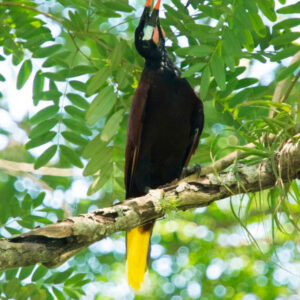 Oropéndula, Archipiélago de Solentiname