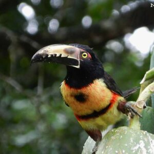 Rio-san-juan-tucan--Nicaragua