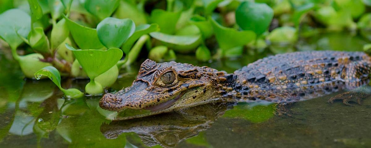 caimanes-Rio-san-juan-Nicaragua