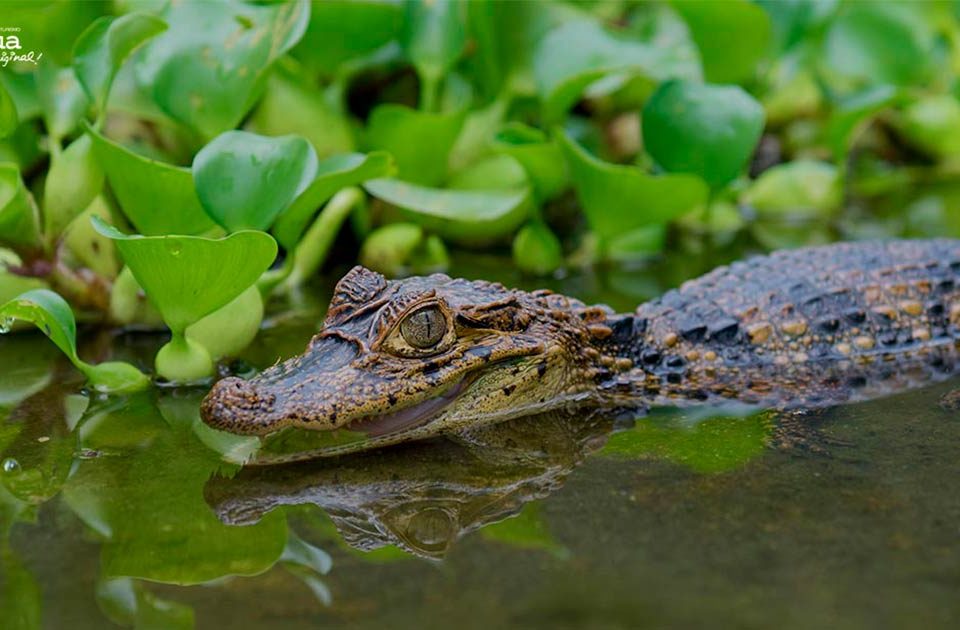 caimanes-Rio-san-juan-Nicaragua